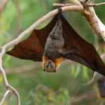 Nipah Virus Suspected in West Bengal: Two Nurses on Ventilator, Centre Rushes Emergency Team Nipah Virus